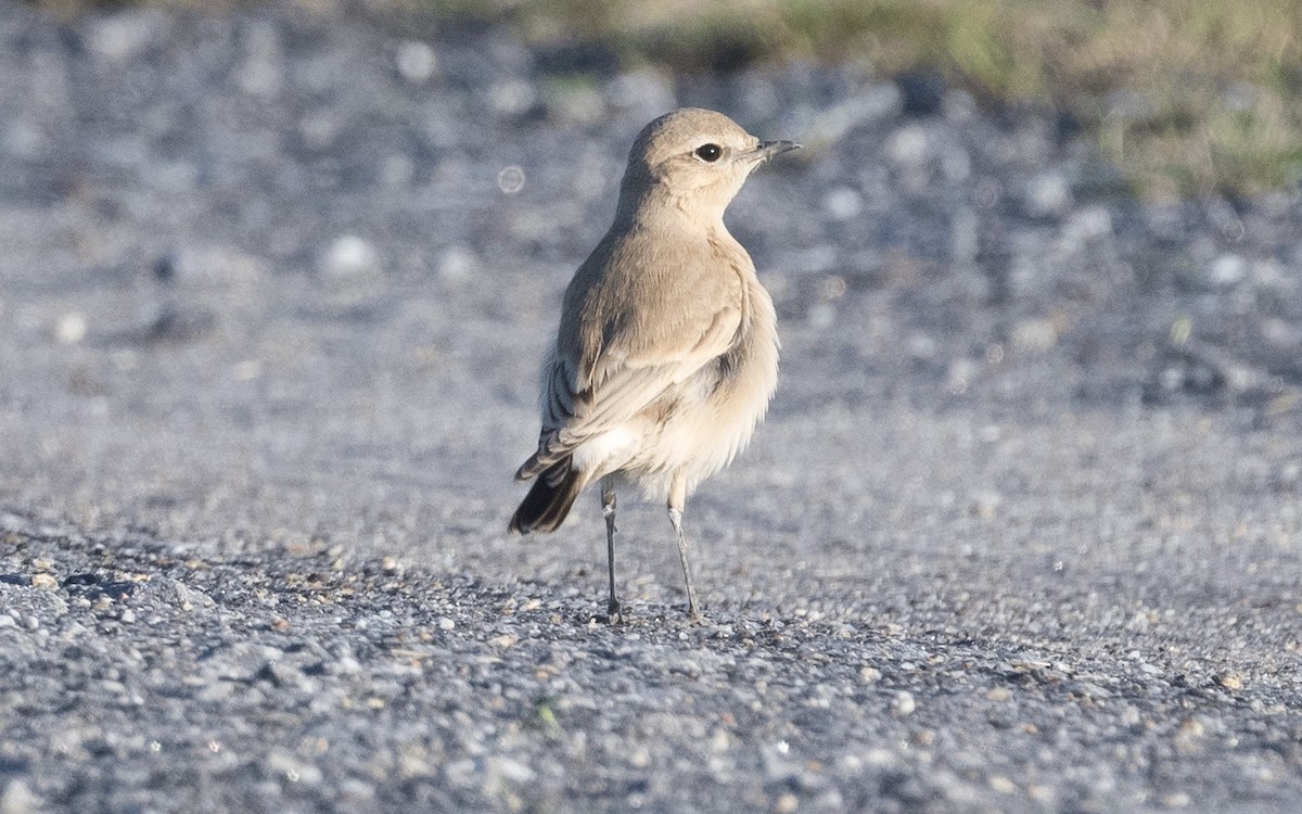 Isabelline Wheatear - ML625194371
