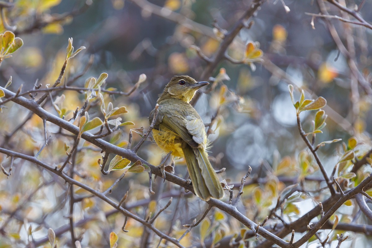 Yellow-bellied Greenbul - ML625194373