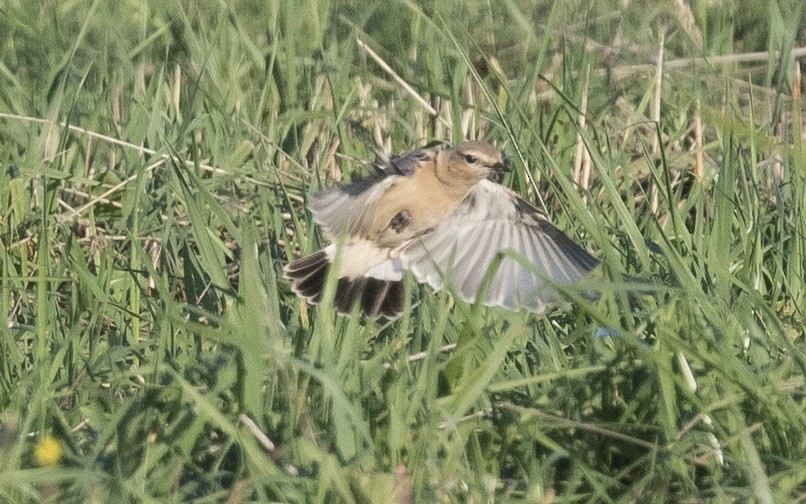 Isabelline Wheatear - ML625194382