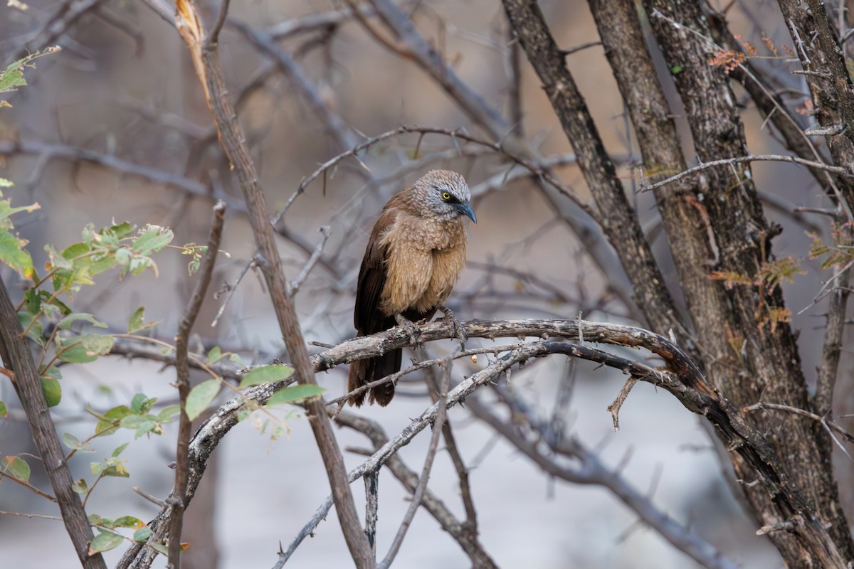 Black-faced Babbler - ML625194388