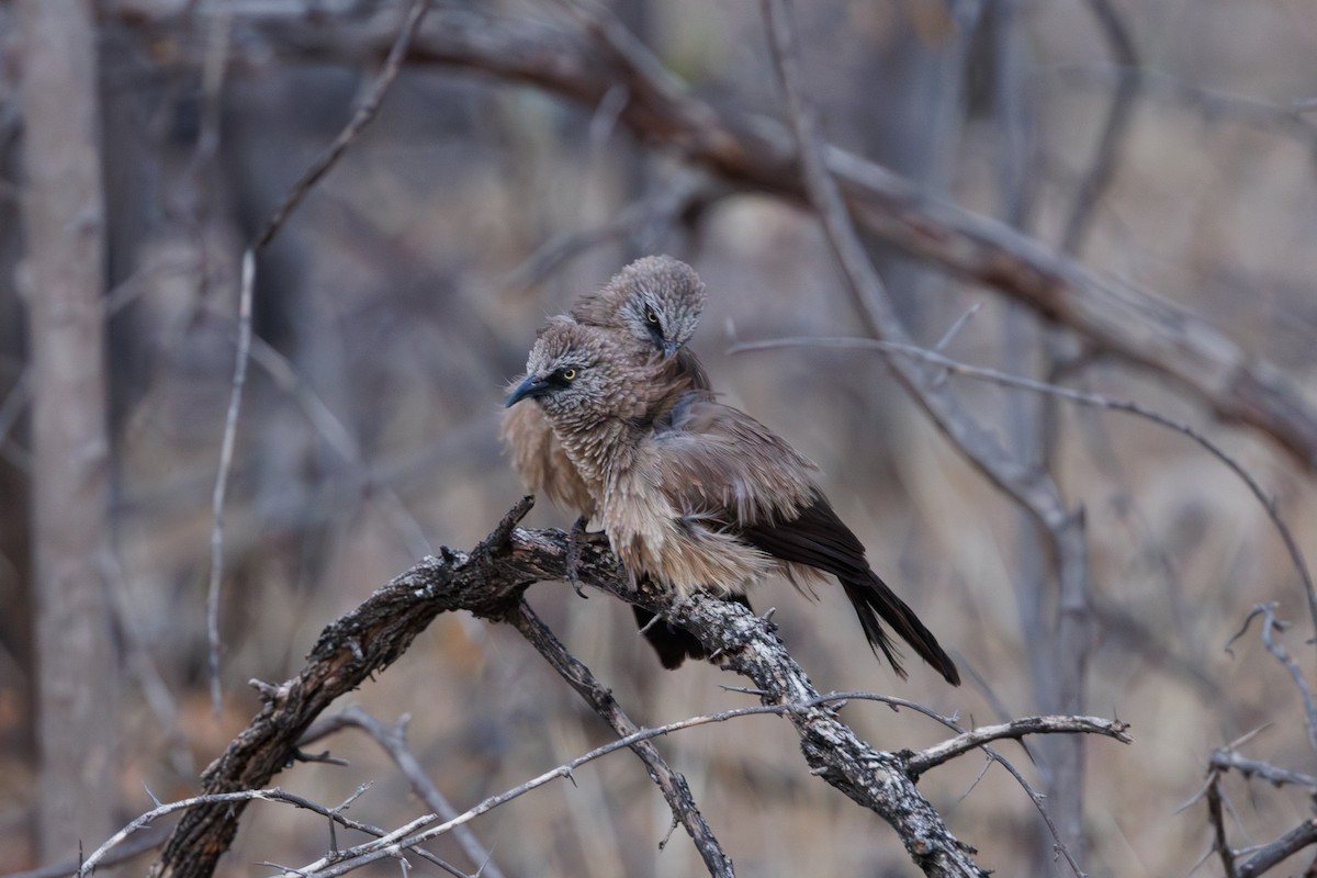 Black-faced Babbler - ML625194416