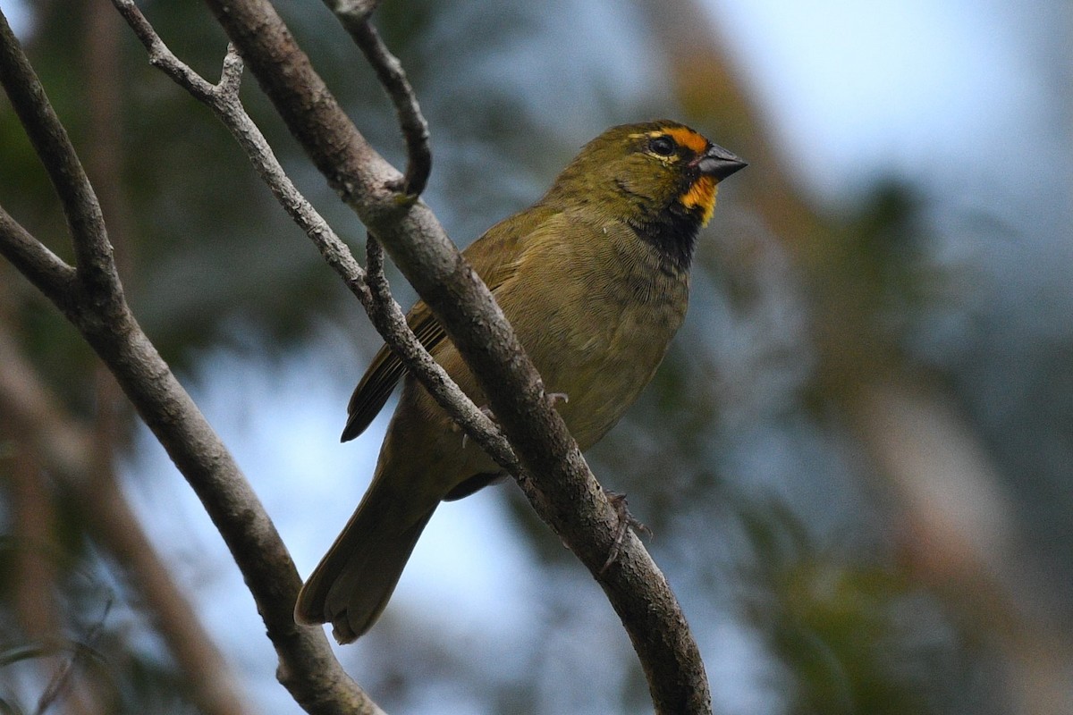 Yellow-faced Grassquit - ML625194451