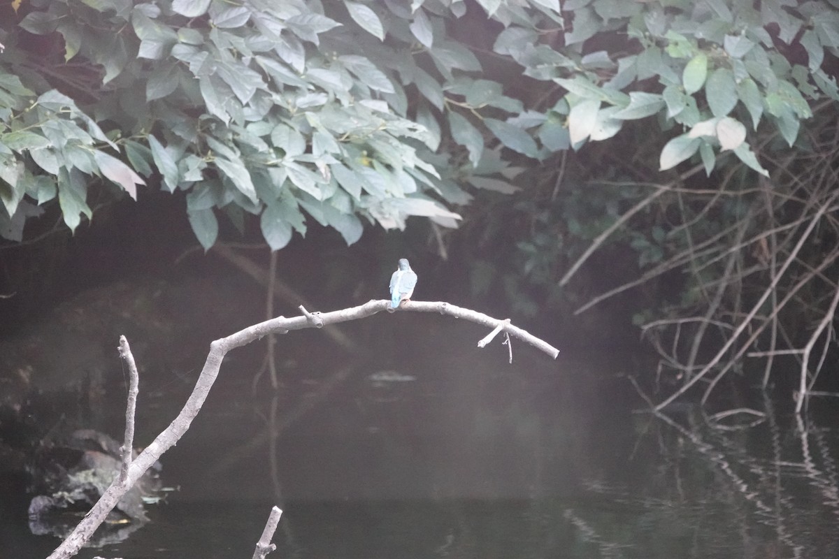 Common Kingfisher - ML625194523