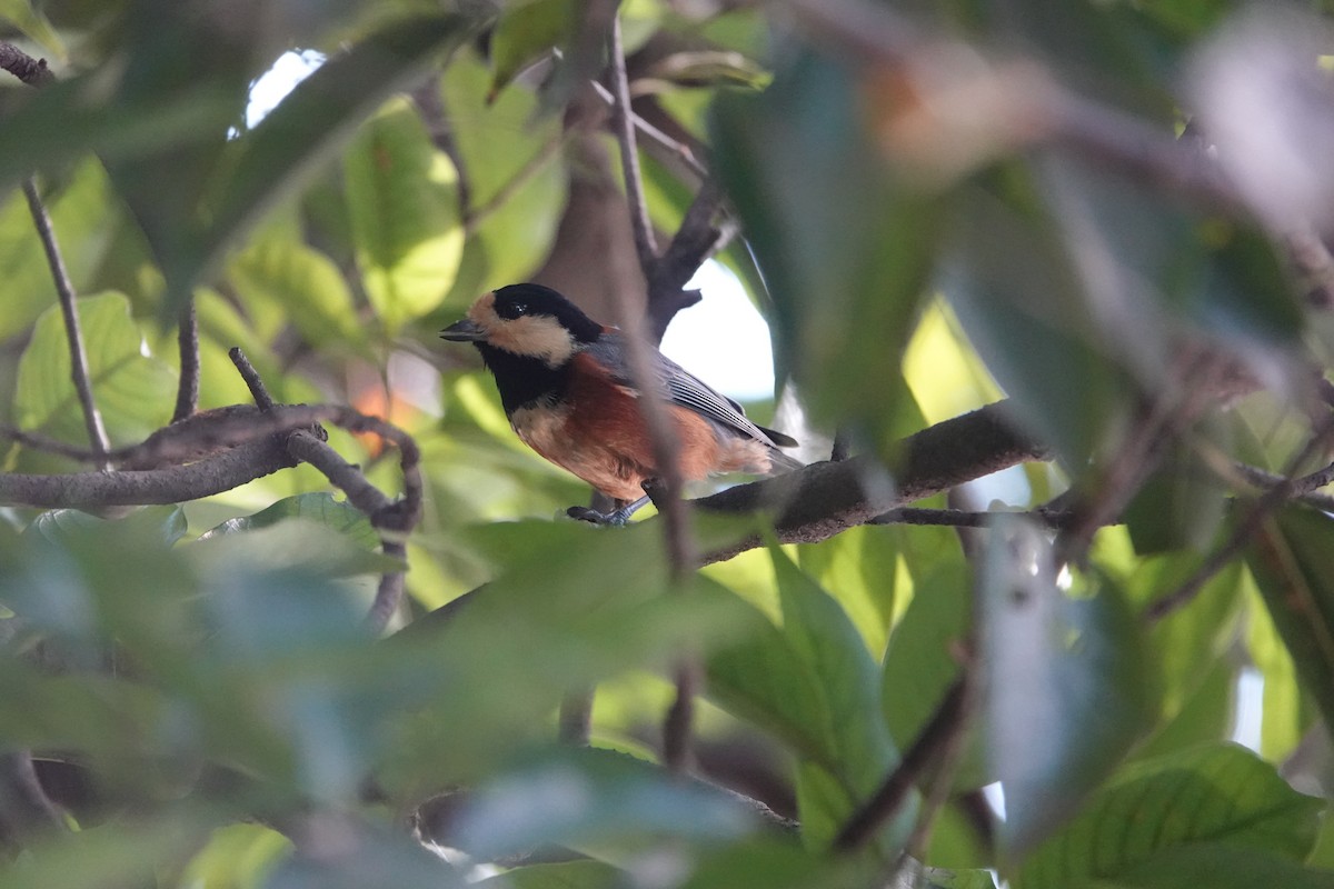 Varied Tit - ML625194537