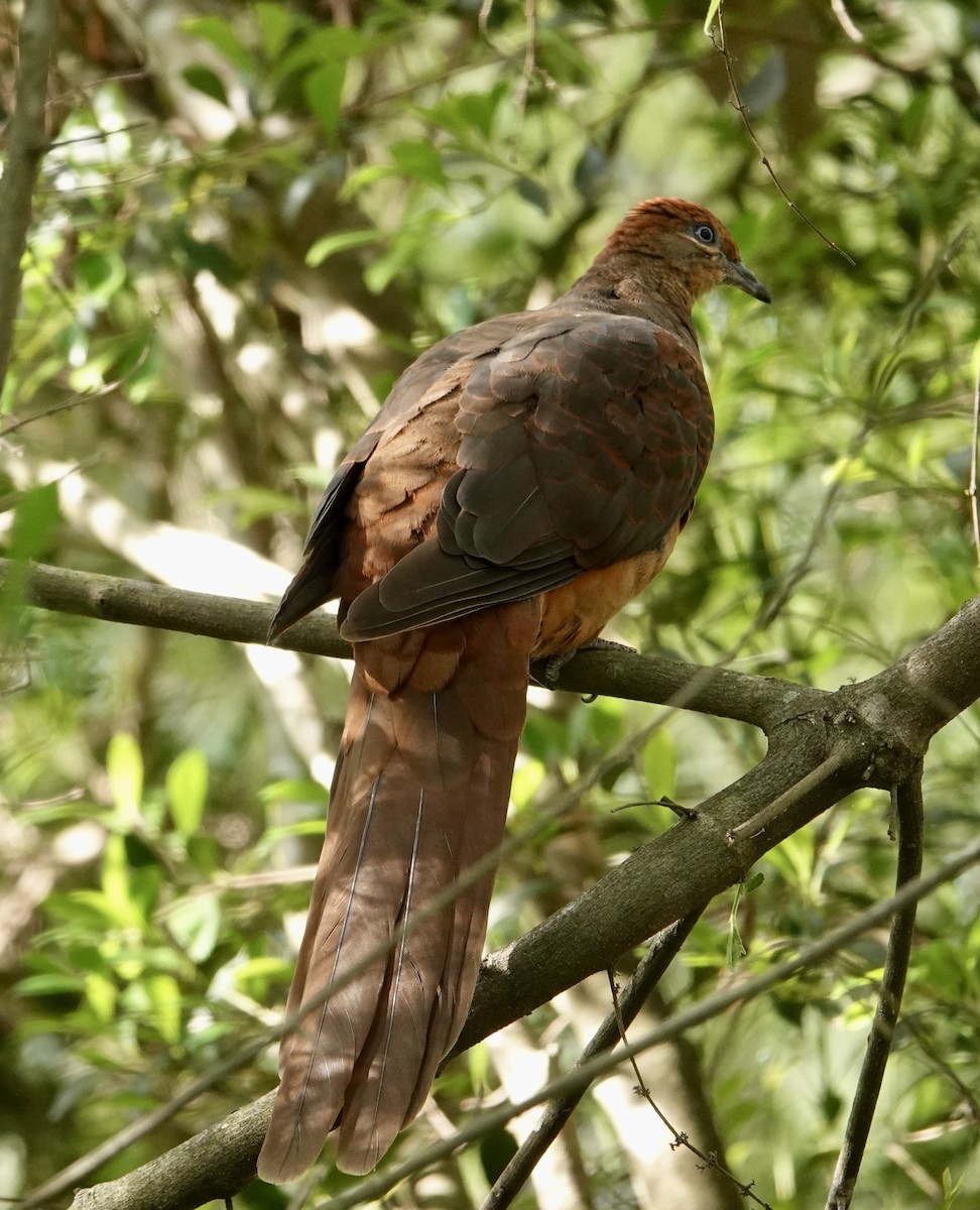 Brown Cuckoo-Dove - ML625194558