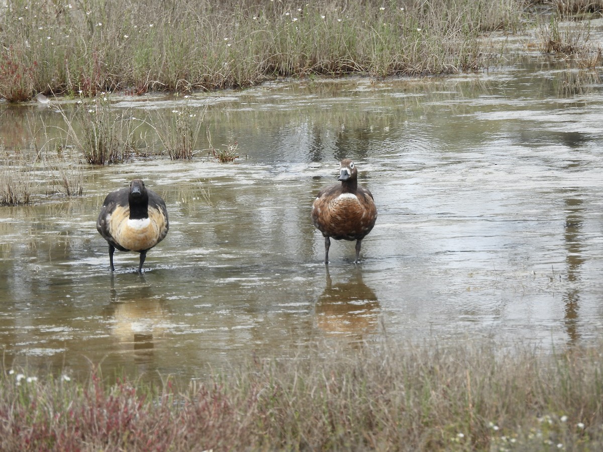 Australian Shelduck - ML625194608