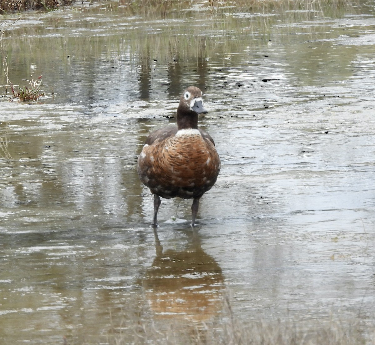 Australian Shelduck - ML625194613