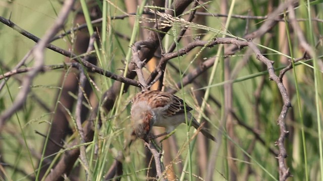 Sind Sparrow - ML625194661