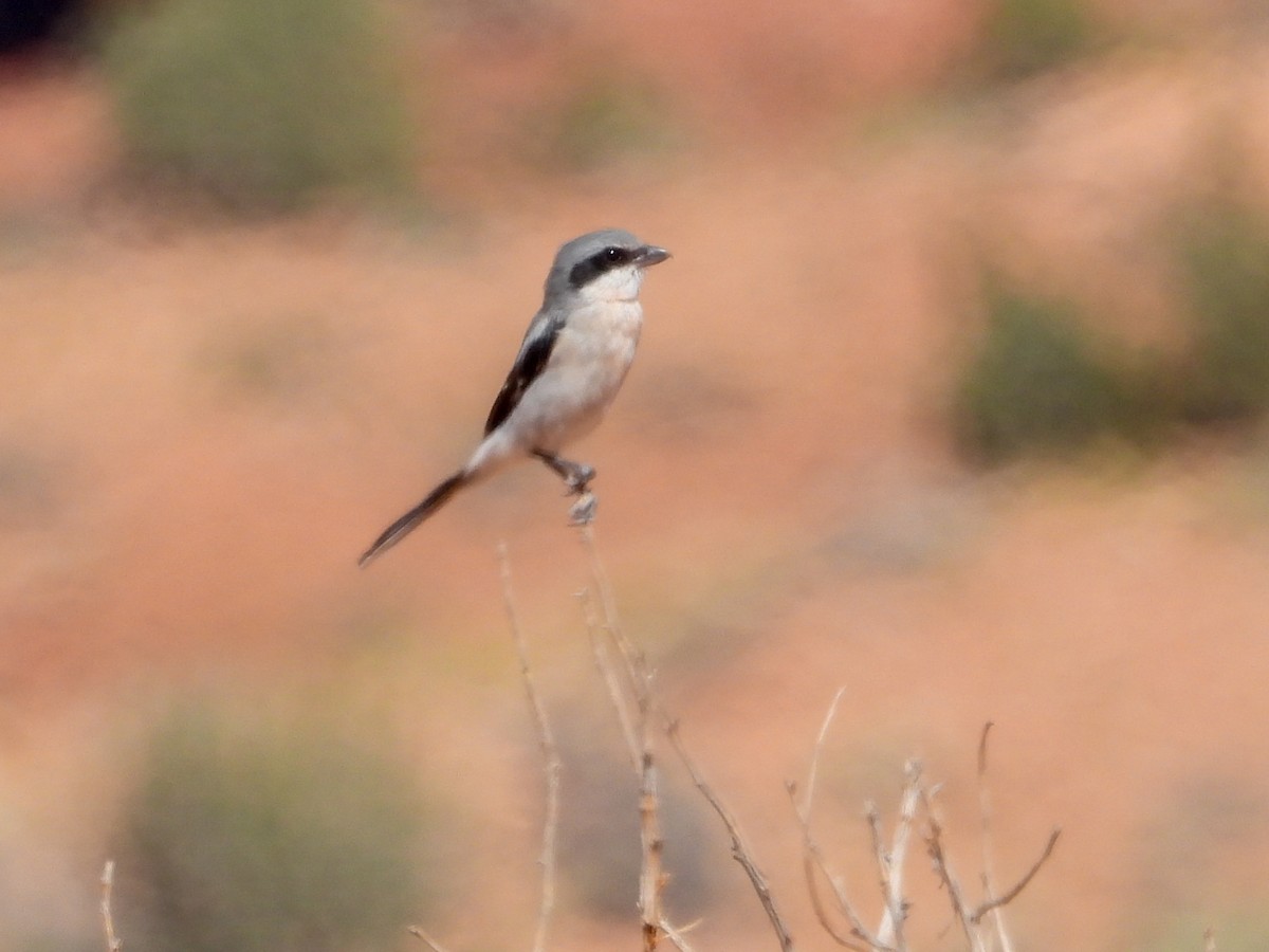 Pie-grièche migratrice - ML625194717