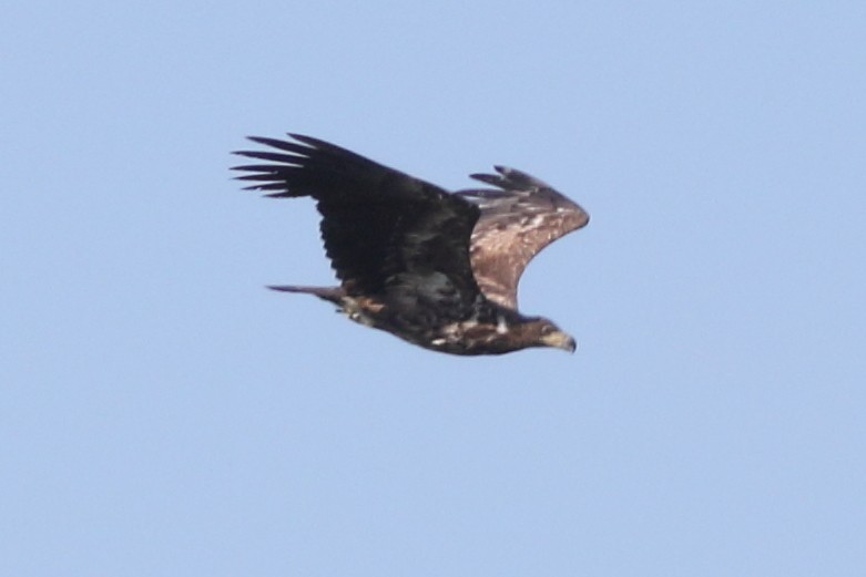 White-tailed Eagle - ML625194773