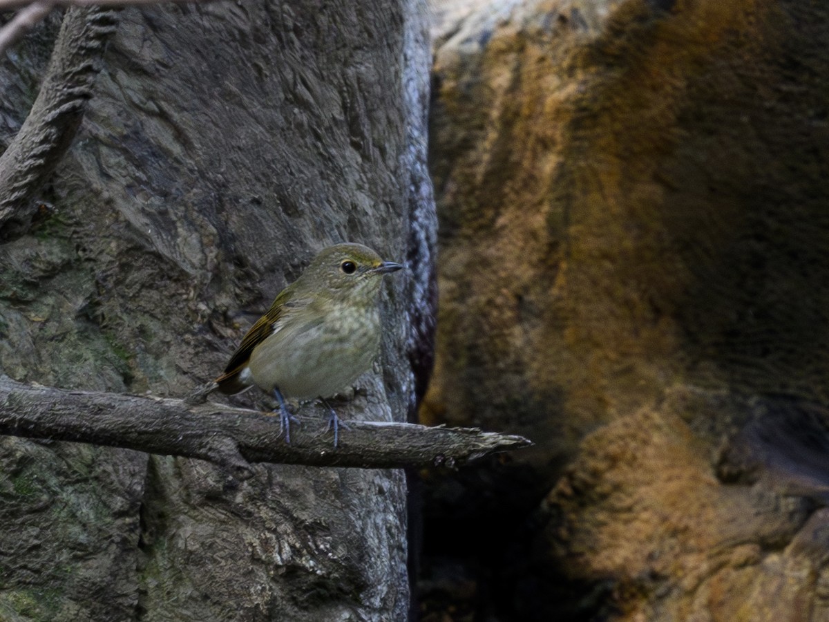 Narcissus Flycatcher - Keiichi Seo