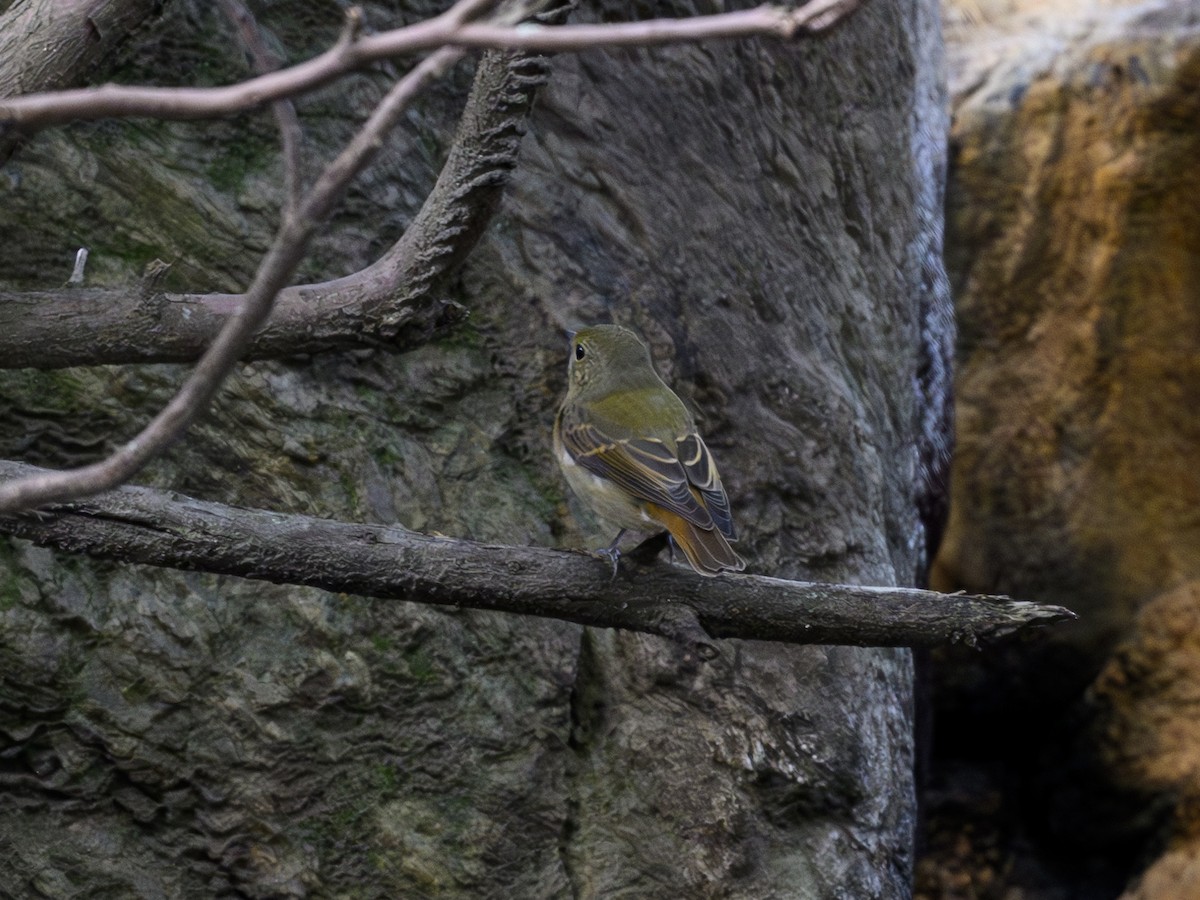 Narcissus Flycatcher - ML625194803