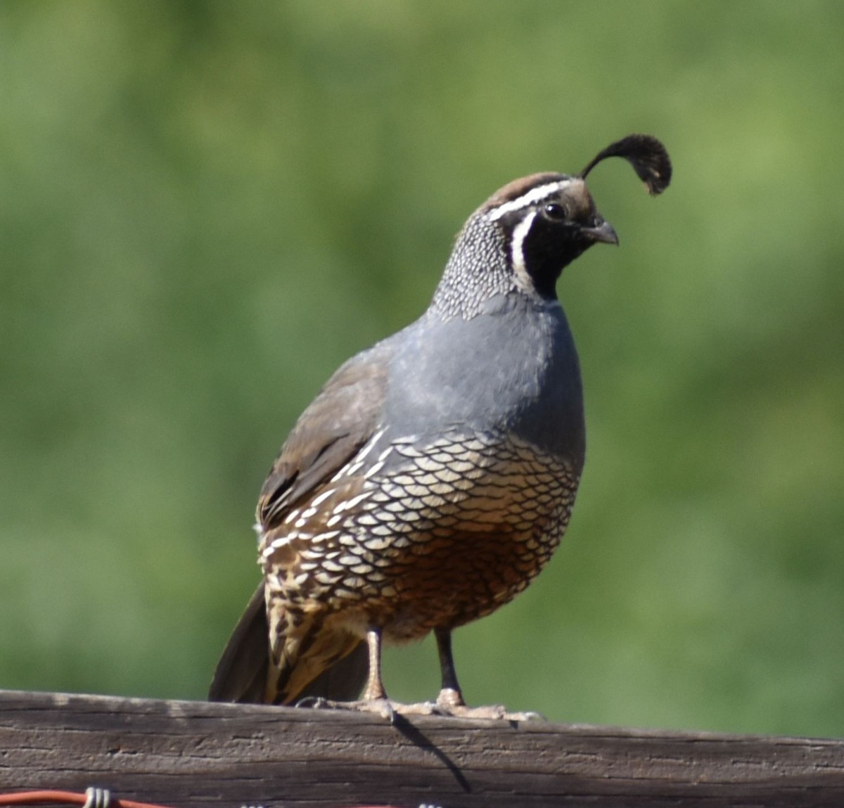 California Quail - ML625194916