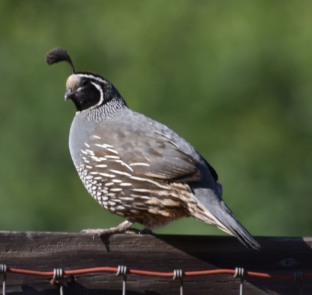 California Quail - ML625194917