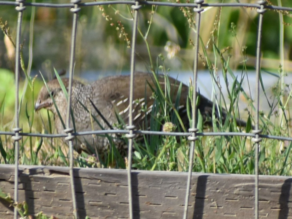 California Quail - ML625194919