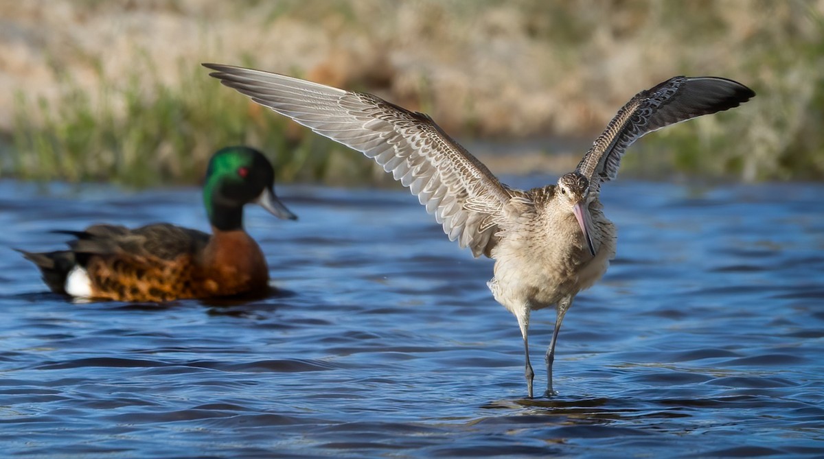 Хурган цууцал - ML625195108