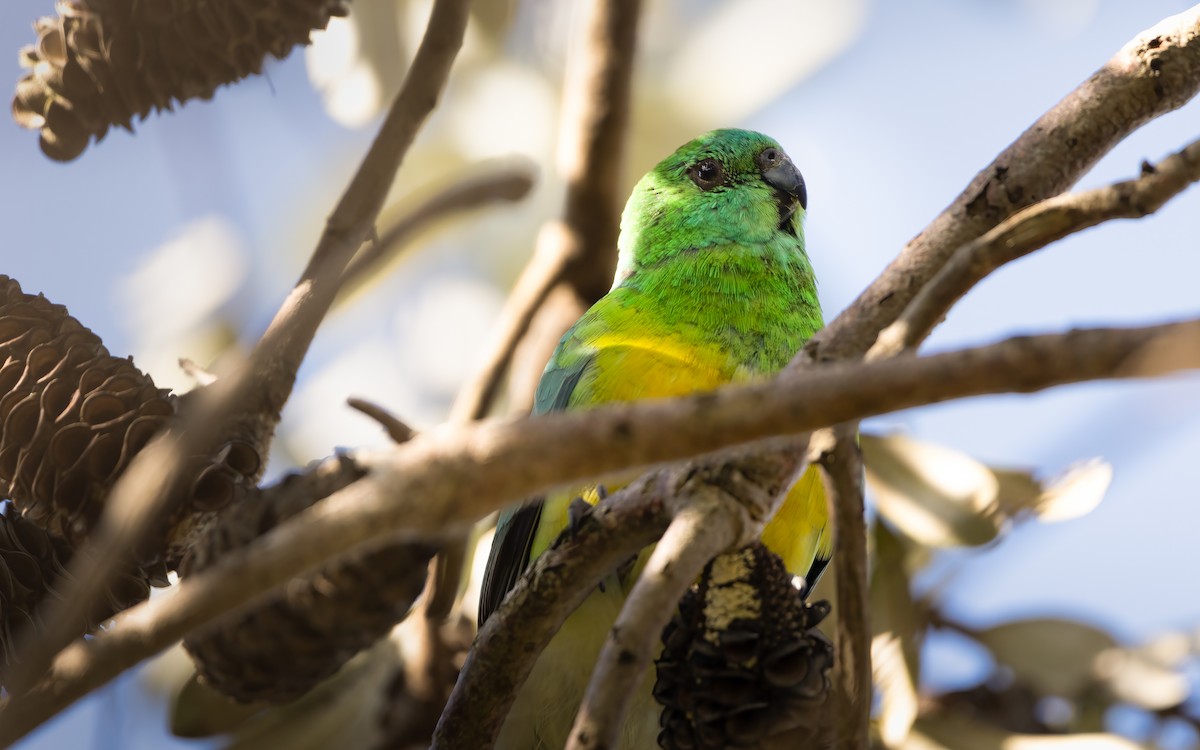 Red-rumped Parrot - ML625195115