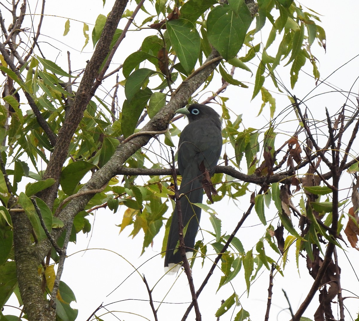 Blue-faced Malkoha - ML625195129