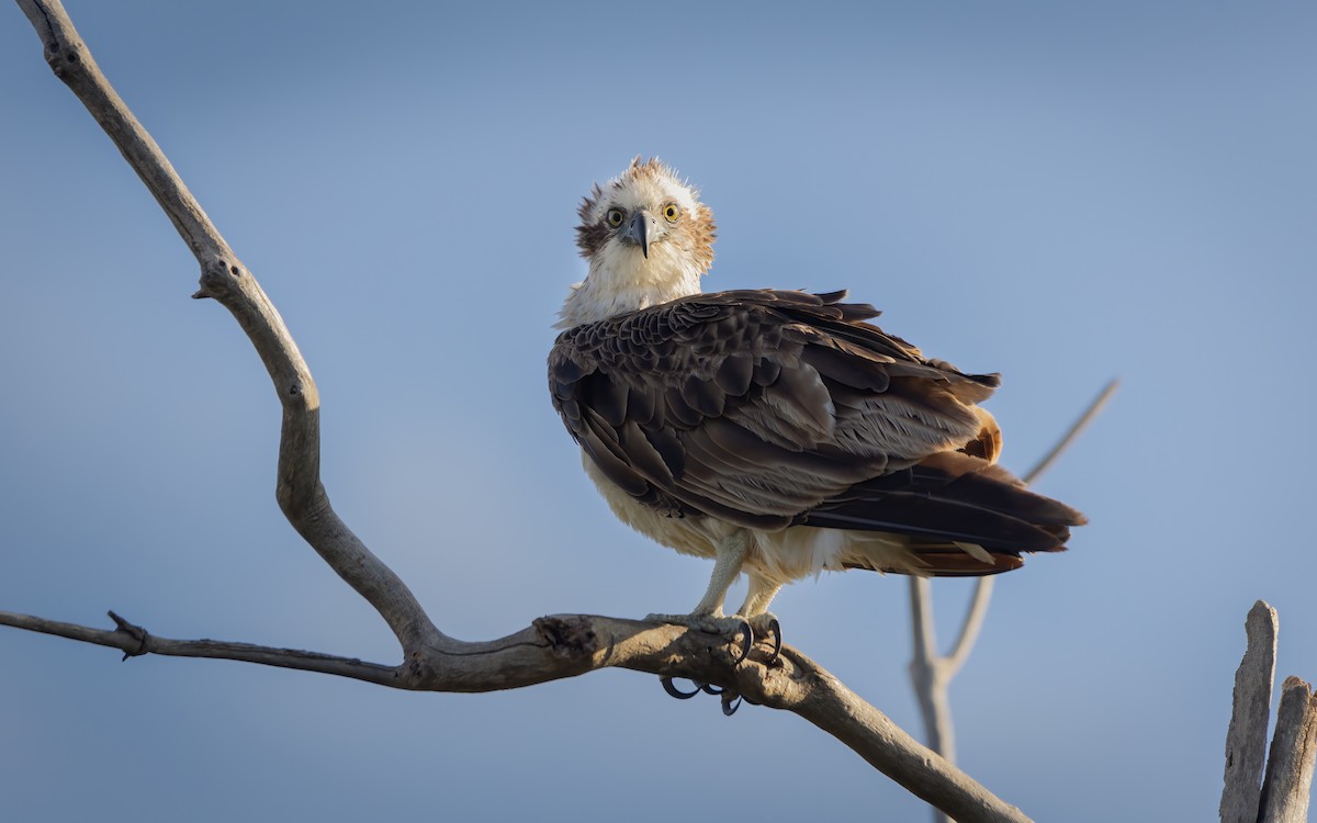 Загасч явлаг - ML625195171