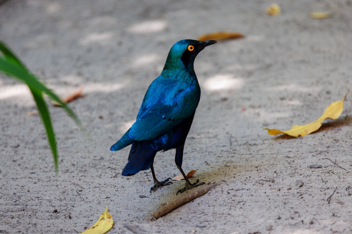 Greater Blue-eared Starling - ML625195300