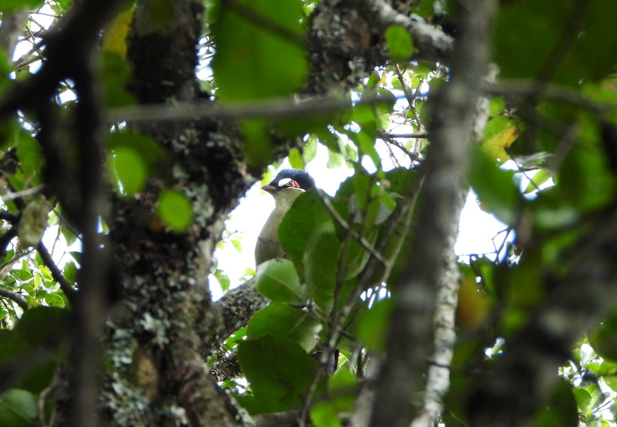 Turaco de Hartlaub - ML625195347