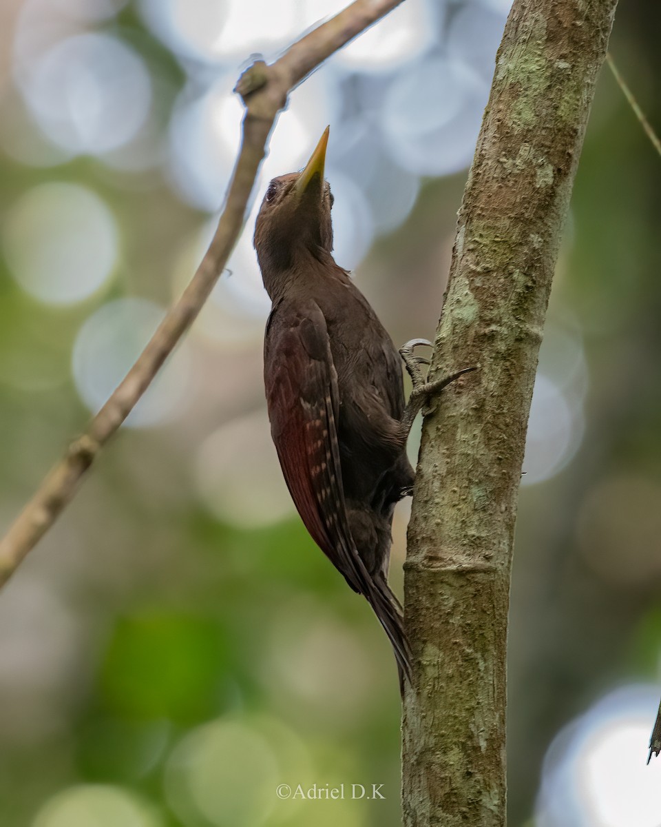 Maroon Woodpecker - ML625195375