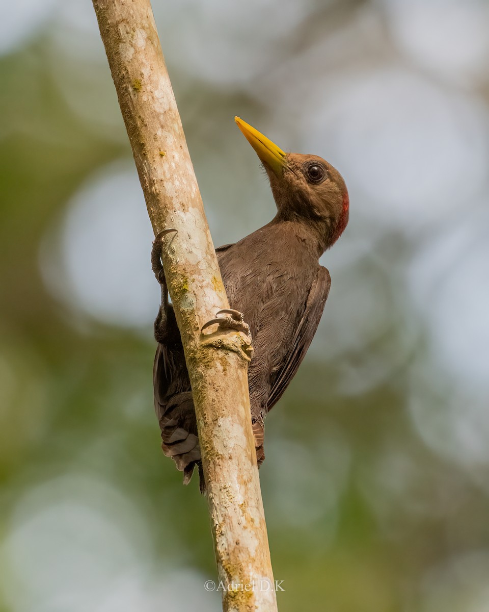 Maroon Woodpecker - ML625195376