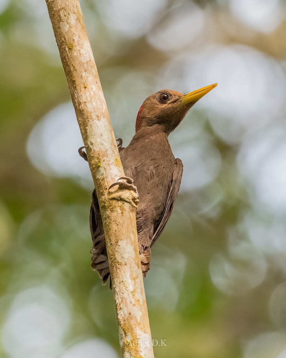 Maroon Woodpecker - ML625195377