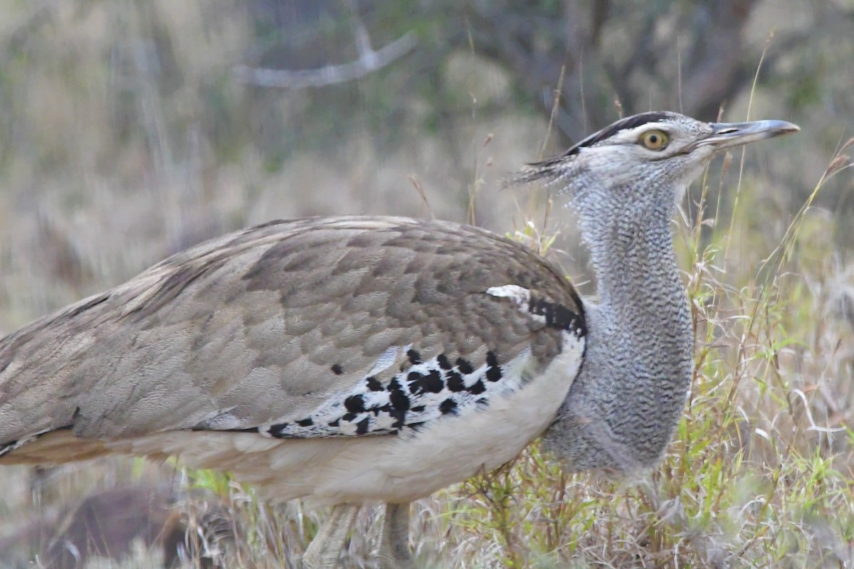 Kori Bustard - ML625195448