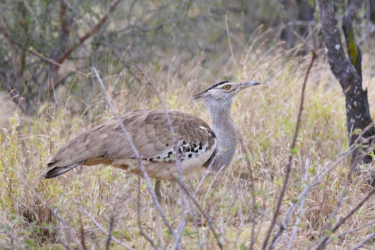 Kori Bustard - ML625195449