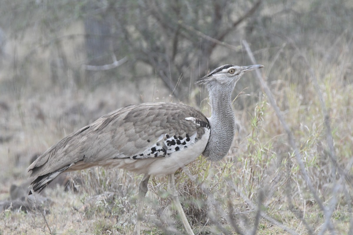 Kori Bustard - ML625195450