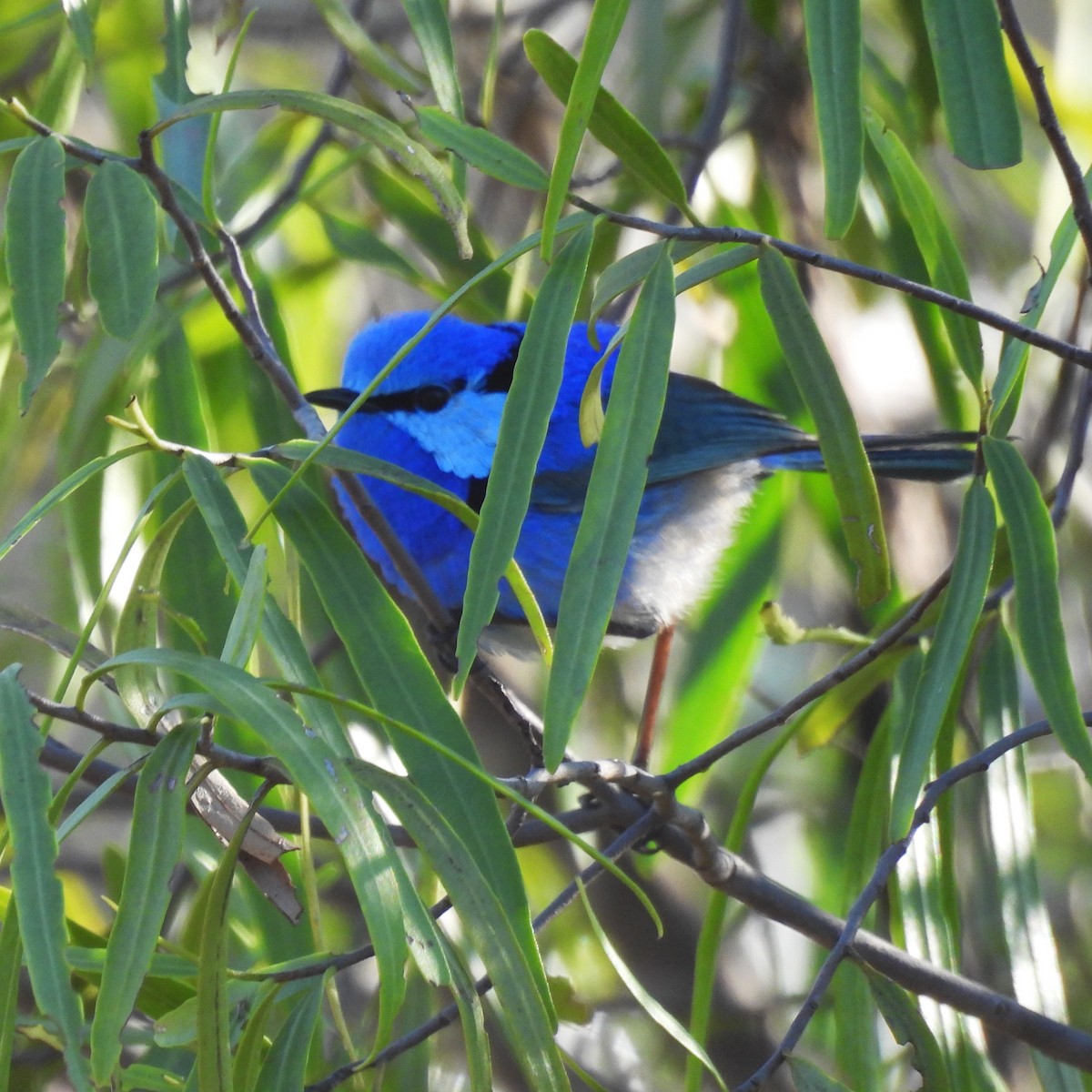 Splendid Fairywren - ML625195500