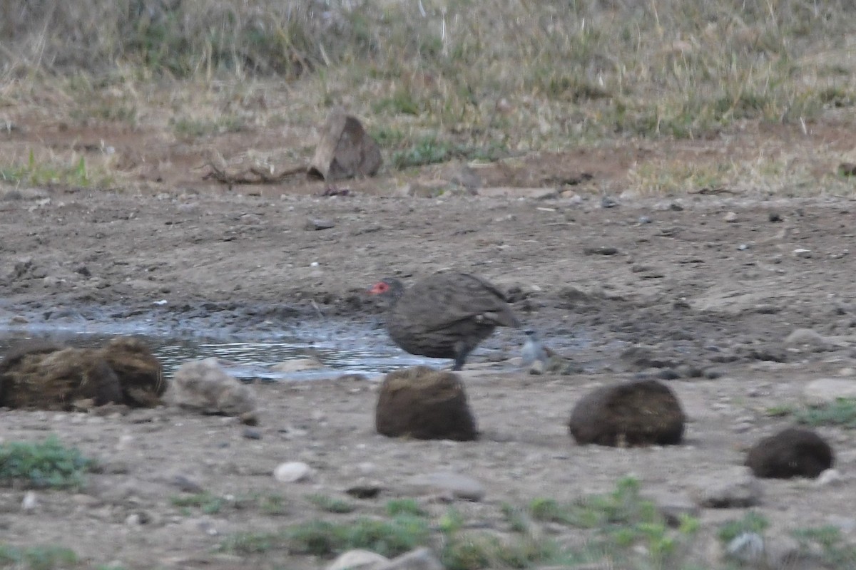 Swainson's Spurfowl - ML625195521