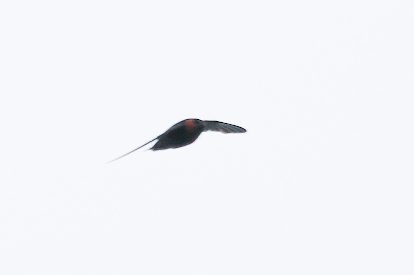 Chestnut-collared Swift - ML625195531