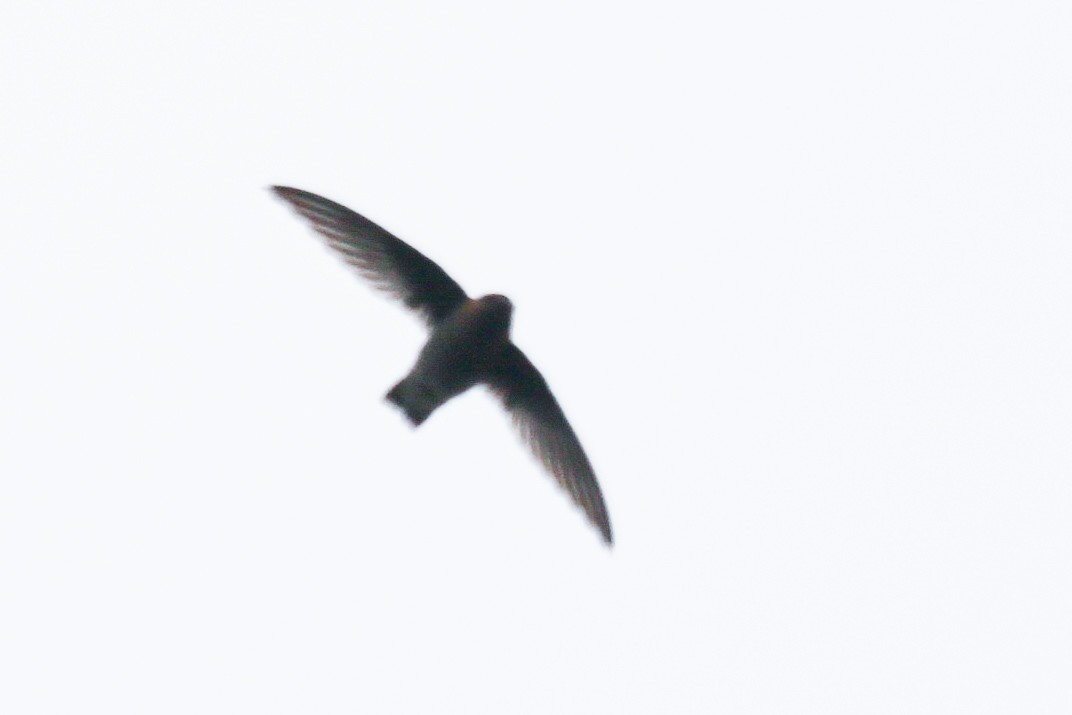 Chestnut-collared Swift - ML625195532