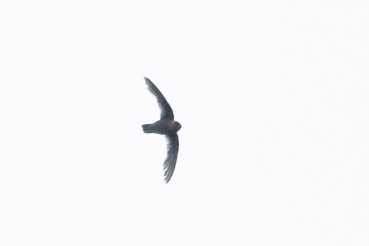 Chestnut-collared Swift - ML625195534