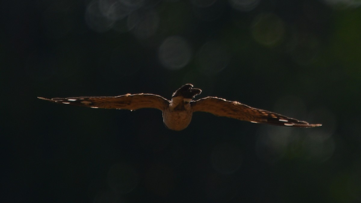 Long-tailed Nightjar - ML625195536