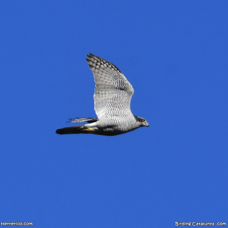 Eurasian Goshawk - ML625195588