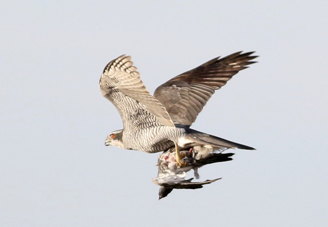 Eurasian Goshawk - ML625195621