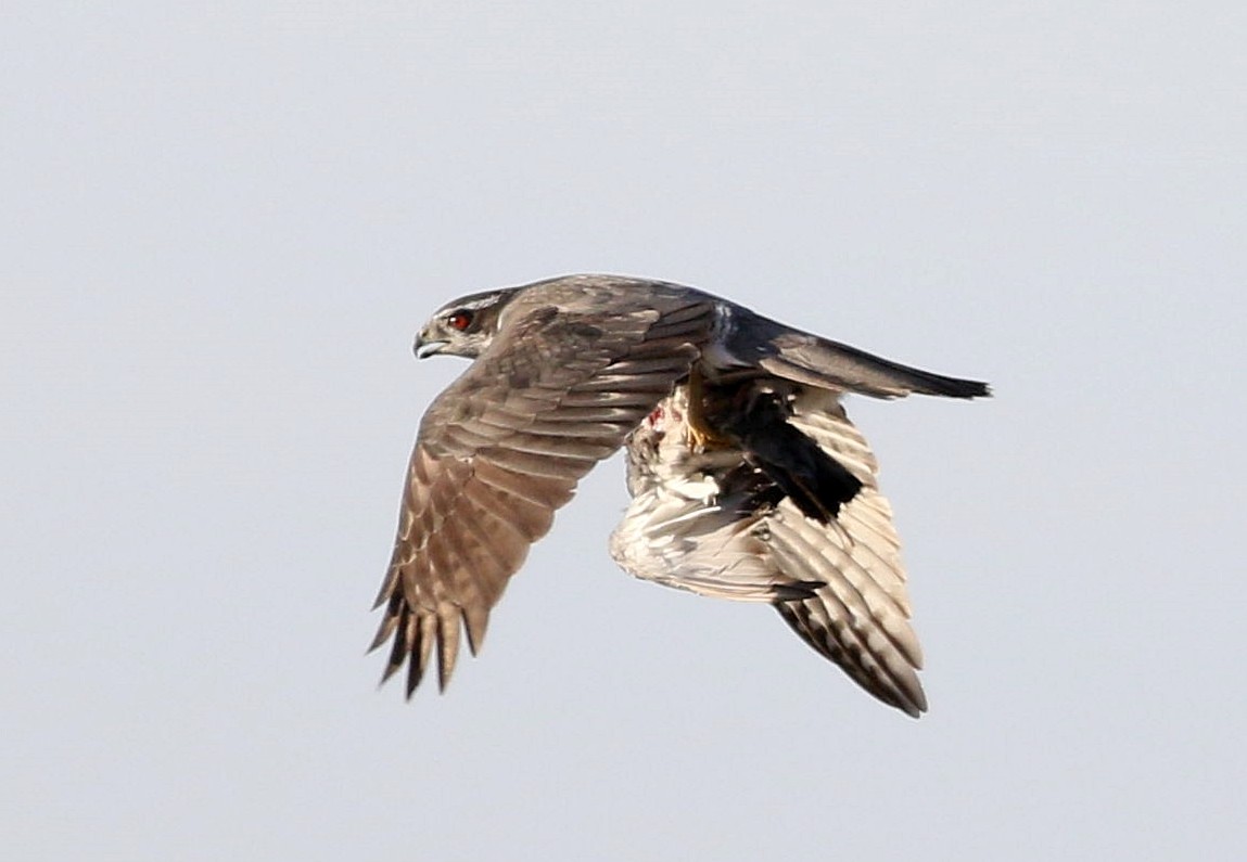 Eurasian Goshawk - ML625195623