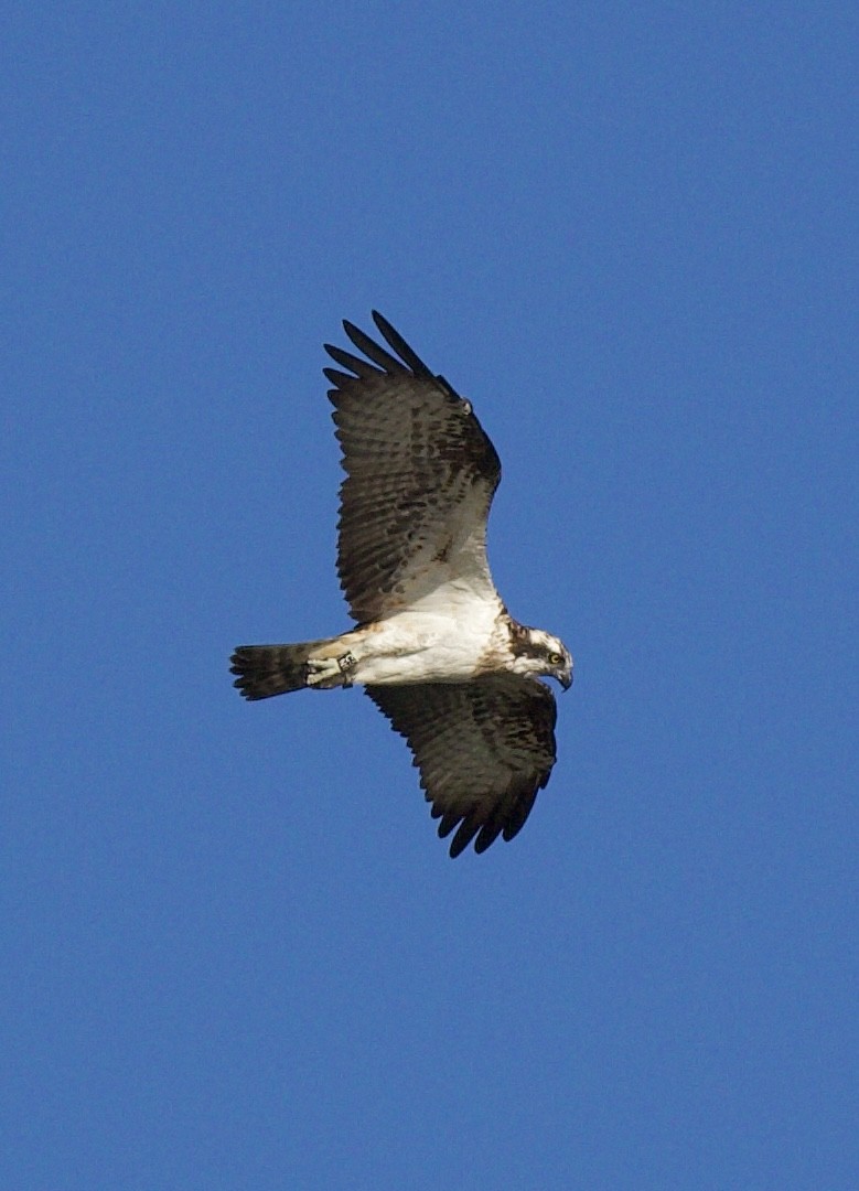 Osprey - ML625195646