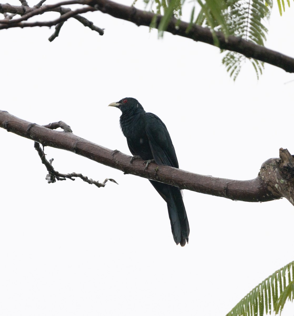 Asian Koel - ML625195784