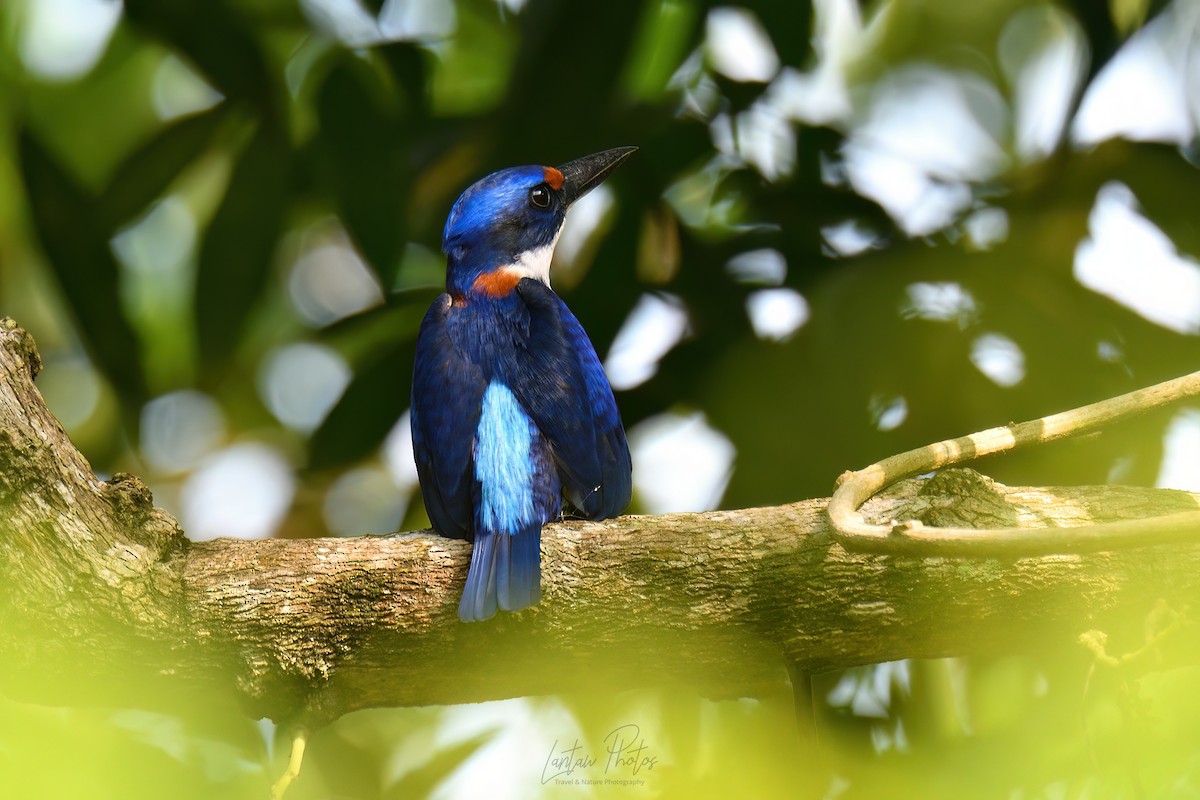 Rufous-lored Kingfisher - ML625195785