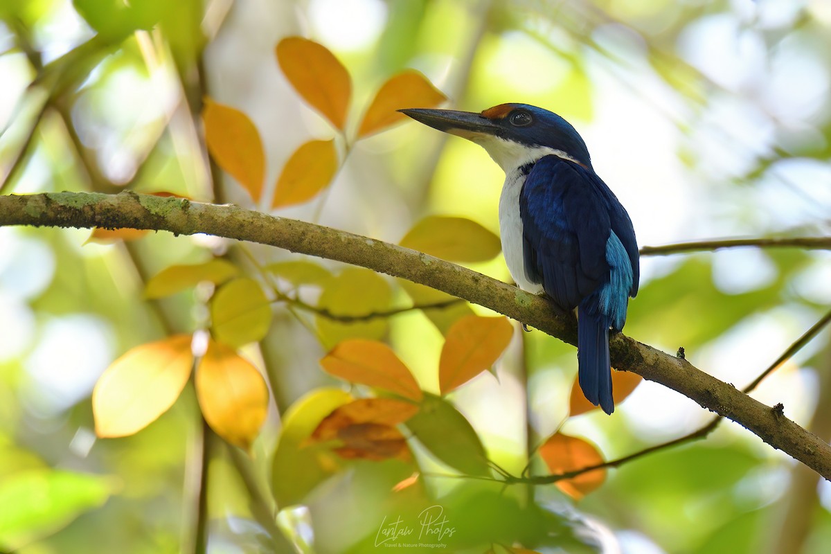 Rufous-lored Kingfisher - ML625195786
