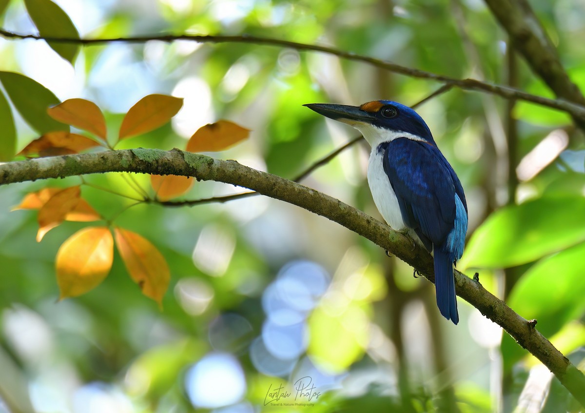 Rufous-lored Kingfisher - Allan Barredo