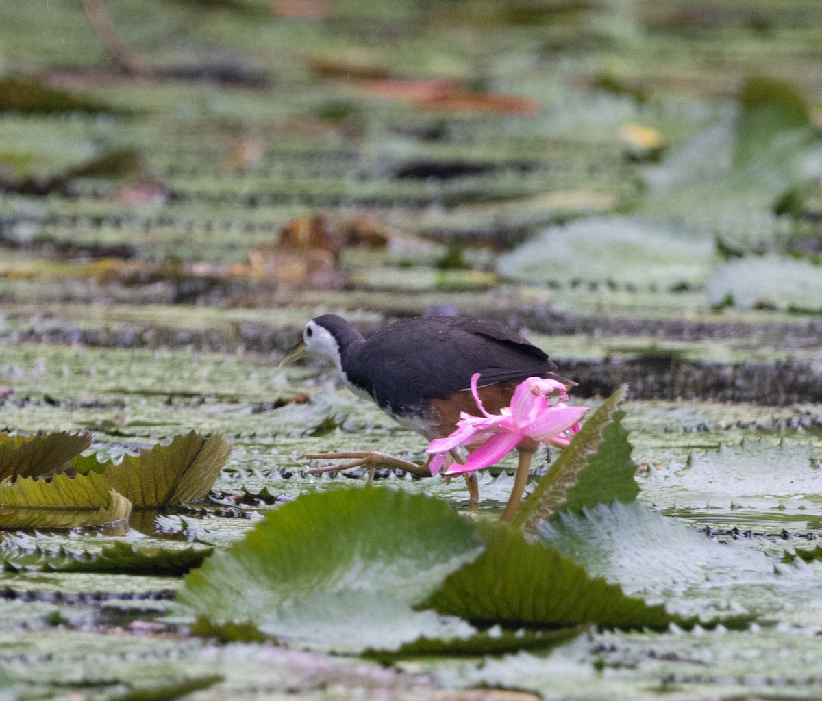 White-breasted Waterhen - ML625195802