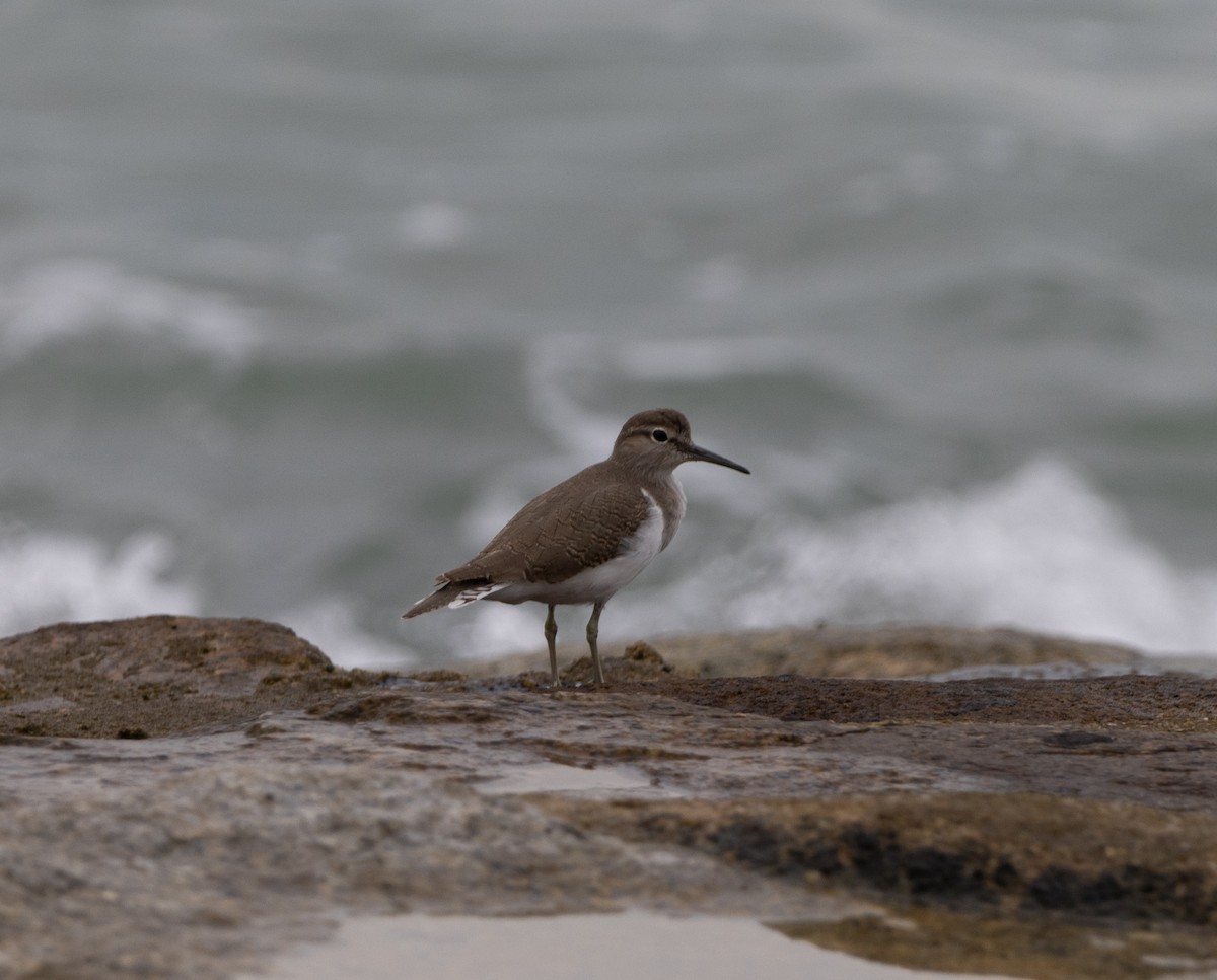 Common Sandpiper - ML625195816