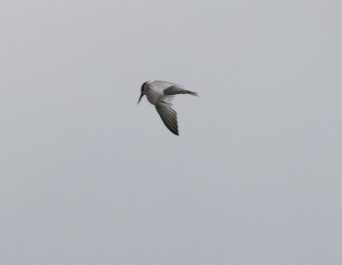 Little Tern - ML625195827