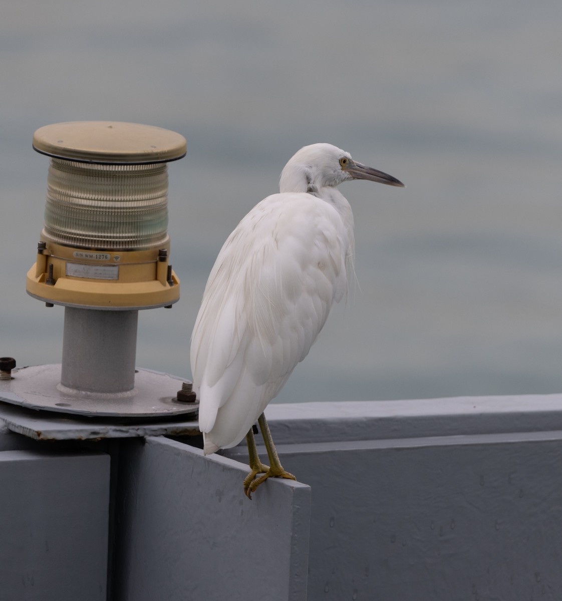 Little Egret (Western) - ML625195835