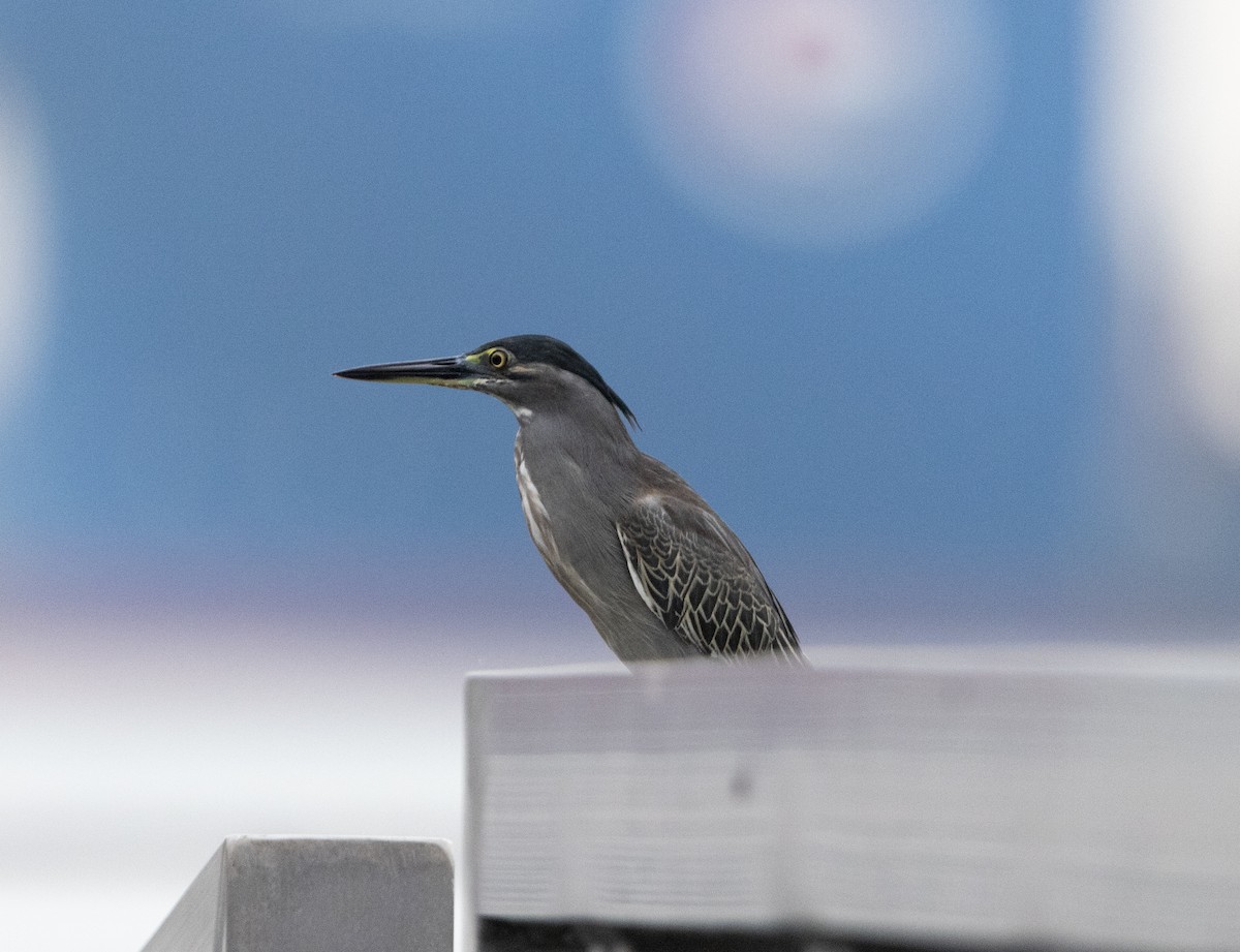 Little Heron - ML625195842